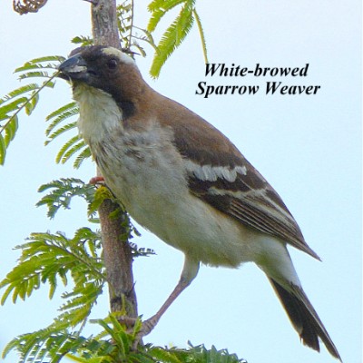 White-browed Sparrow Weaver